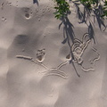 Sand Worm Trail