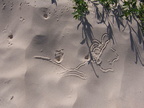 Sand Worm Trail