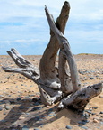 Driftwood Sculpture