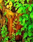 normal IMG 1796 adj sm