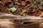 Chipmunk