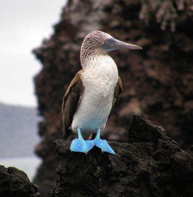 normal_P6120637_Blue-footed_Booby.JPG