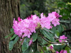 Rhododendron Blossoms