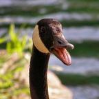 Vocal Canada Goose
