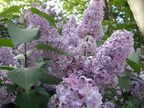 Purple Lilacs