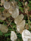 Silver Dollar Leaves